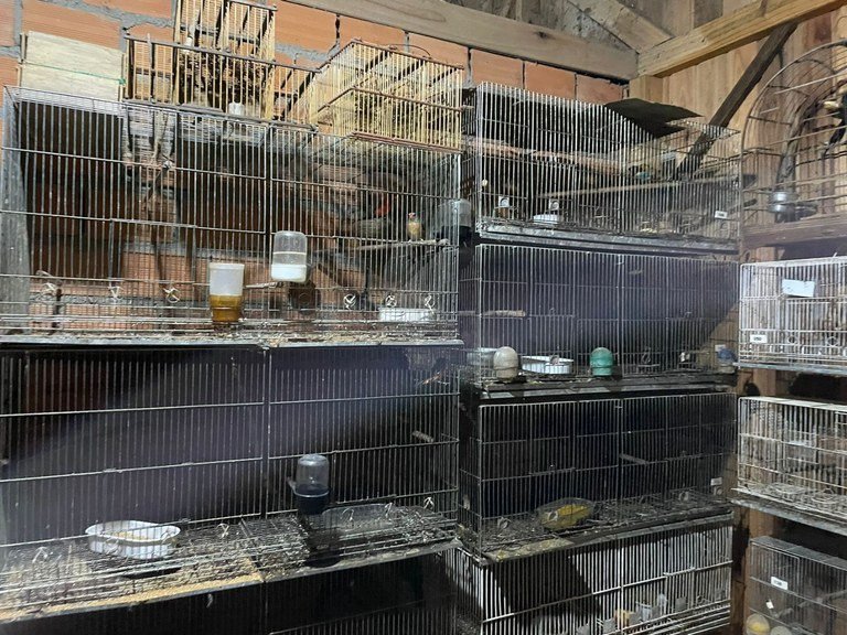 Polícia Federal combate tráfico internacional de animais em SC, com mandados em Rodeio