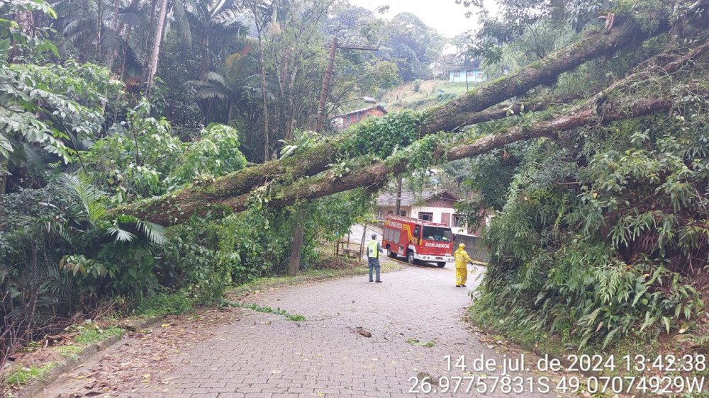 Chuva provoca queda de árvore e bloqueia rua em Blumenau
