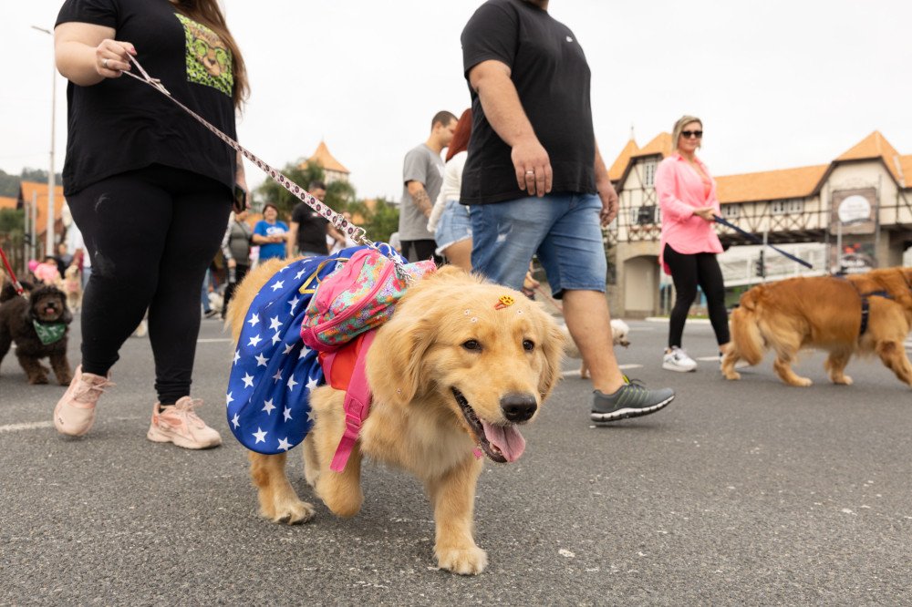 Inscrições para a 29ª Cãominhada de Blumenau já estão abertas