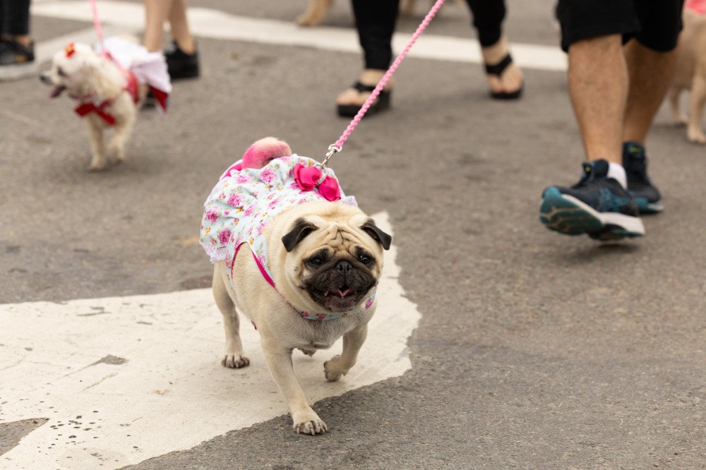 Percurso da 29ª Cãominhada Blumenau é divulgado; confira