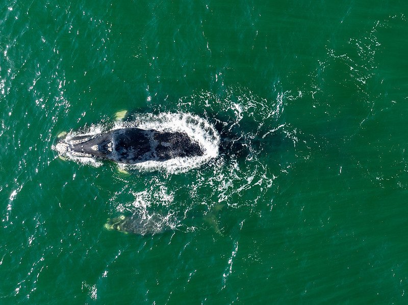 Espetáculo no mar! Baleias-francas são avistadas no litoral de SC; veja as fotos