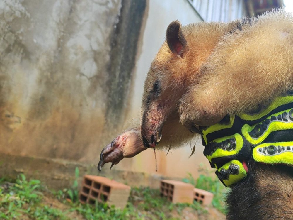 Tamanduá Mirim é resgatado pelo Corpo de Bombeiros em Gaspar