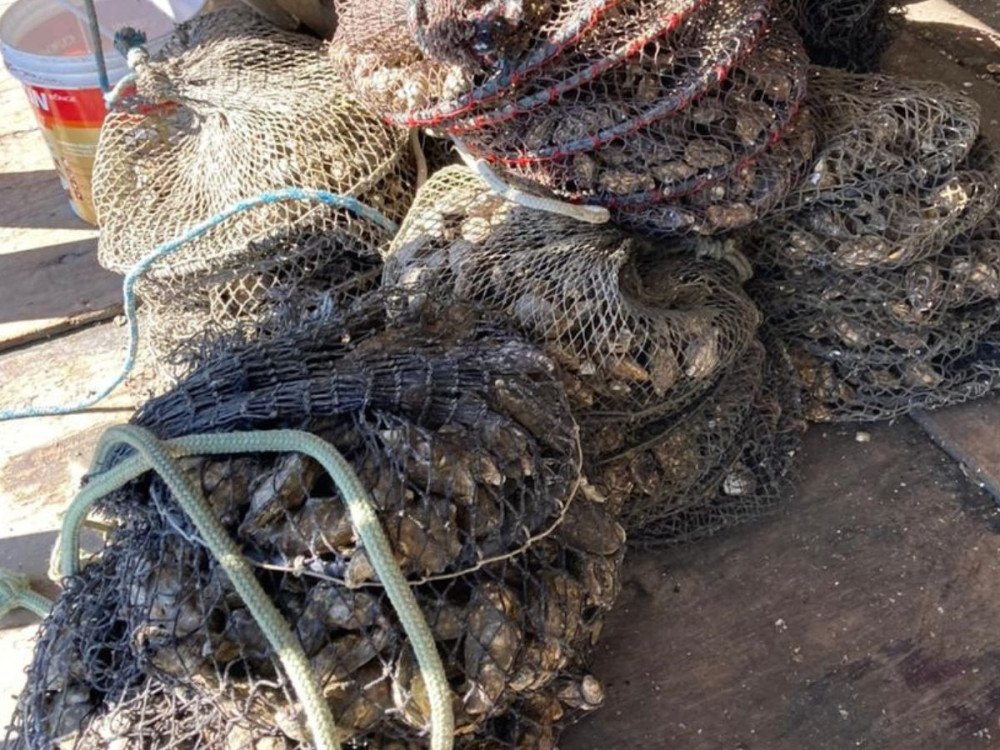 Cidasc mantém restrição sobre moluscos bivalves após novas análises