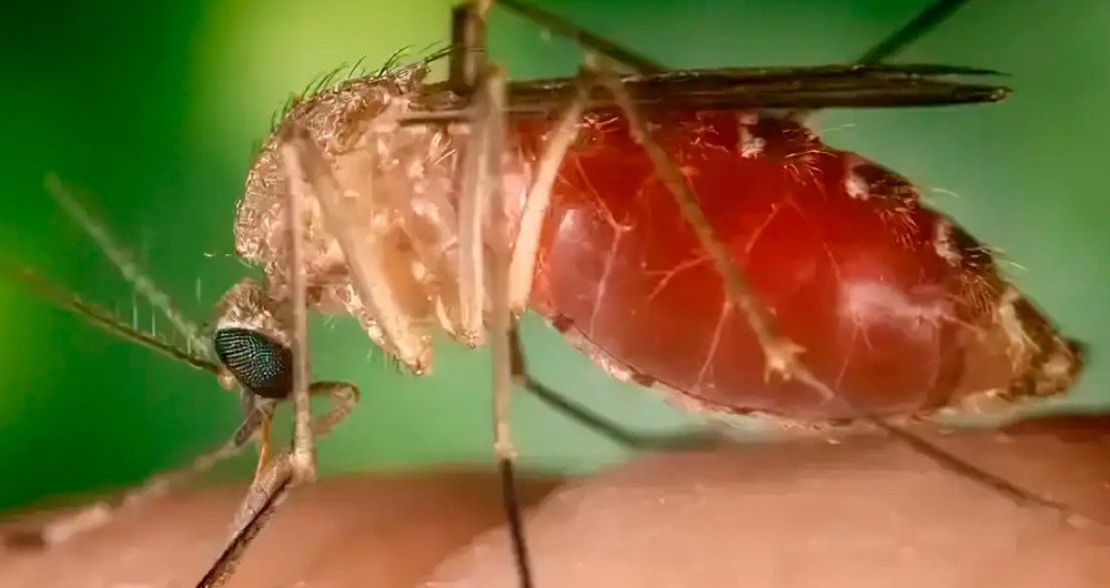 OMS emite alerta epidemiológico de risco alto para a febre do Oropouche