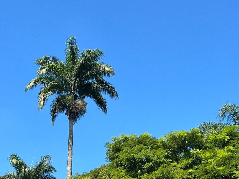Blumenau tem dia ensolarado e temperaturas de verão nesta segunda