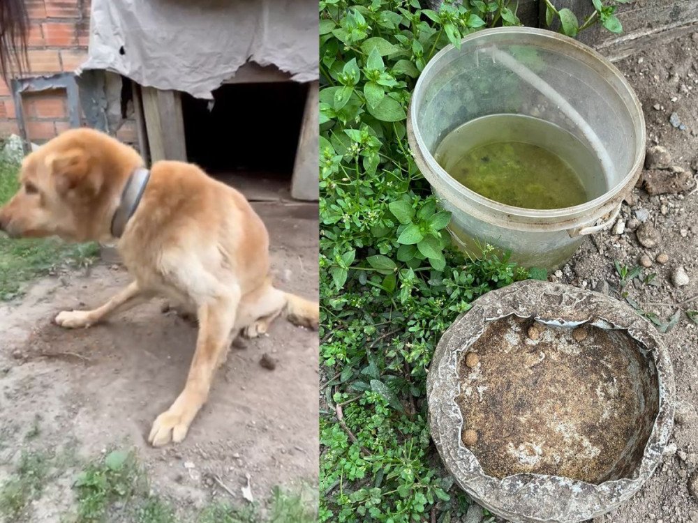 Homem é preso em Blumenau por maus-tratos a cachorro; animal foi encontrado ferido