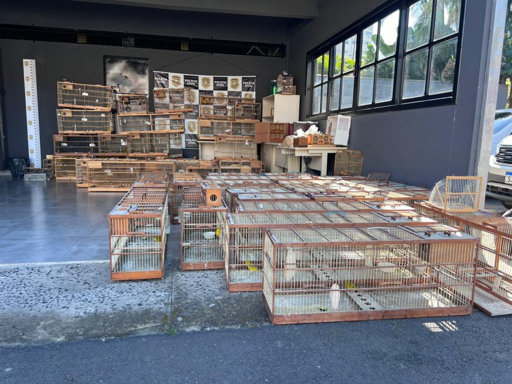 Foto: Polícia Civil/Divulgação