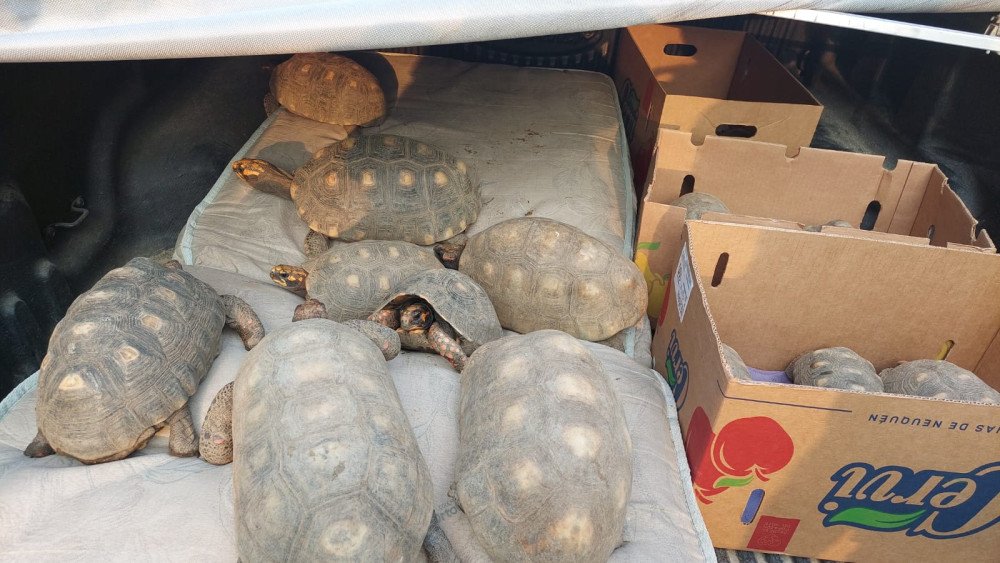 Gaeco faz operação contra rede de tráfico de animais silvestres em SC, PR e SP