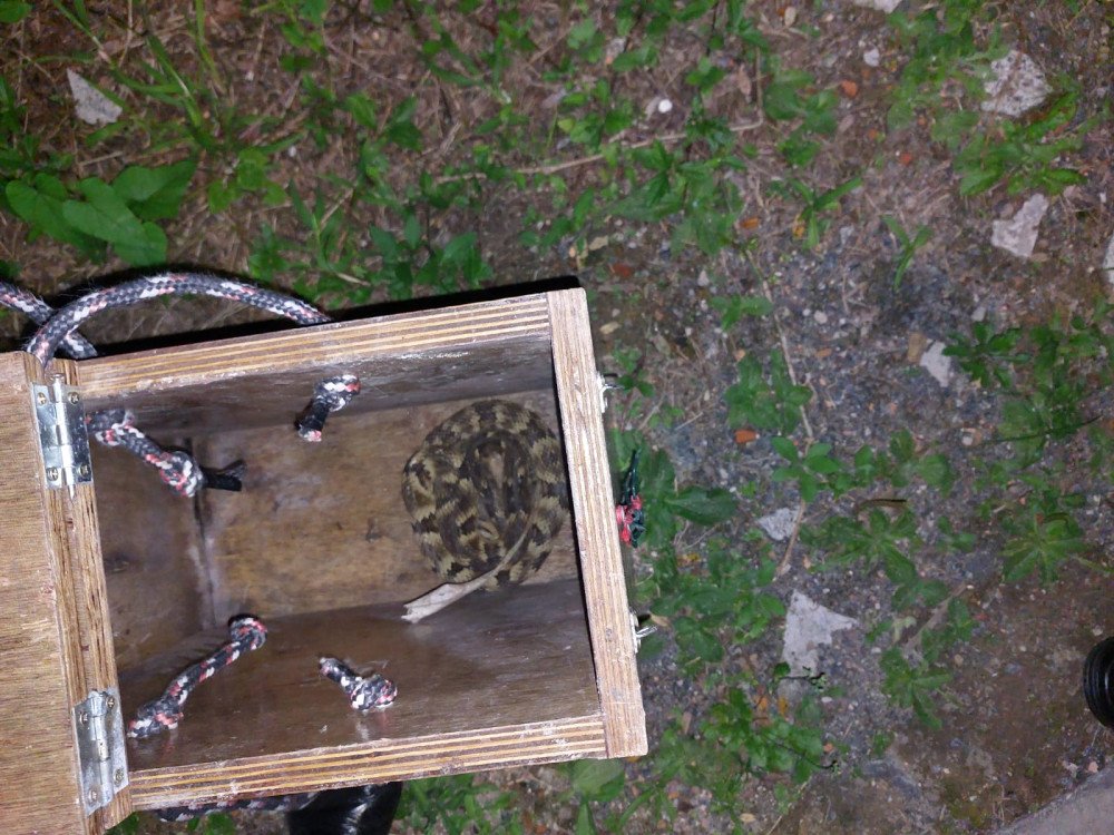 Serpente de 1,2 metros surpreende moradores de Blumenau e é capturada por bombeiros