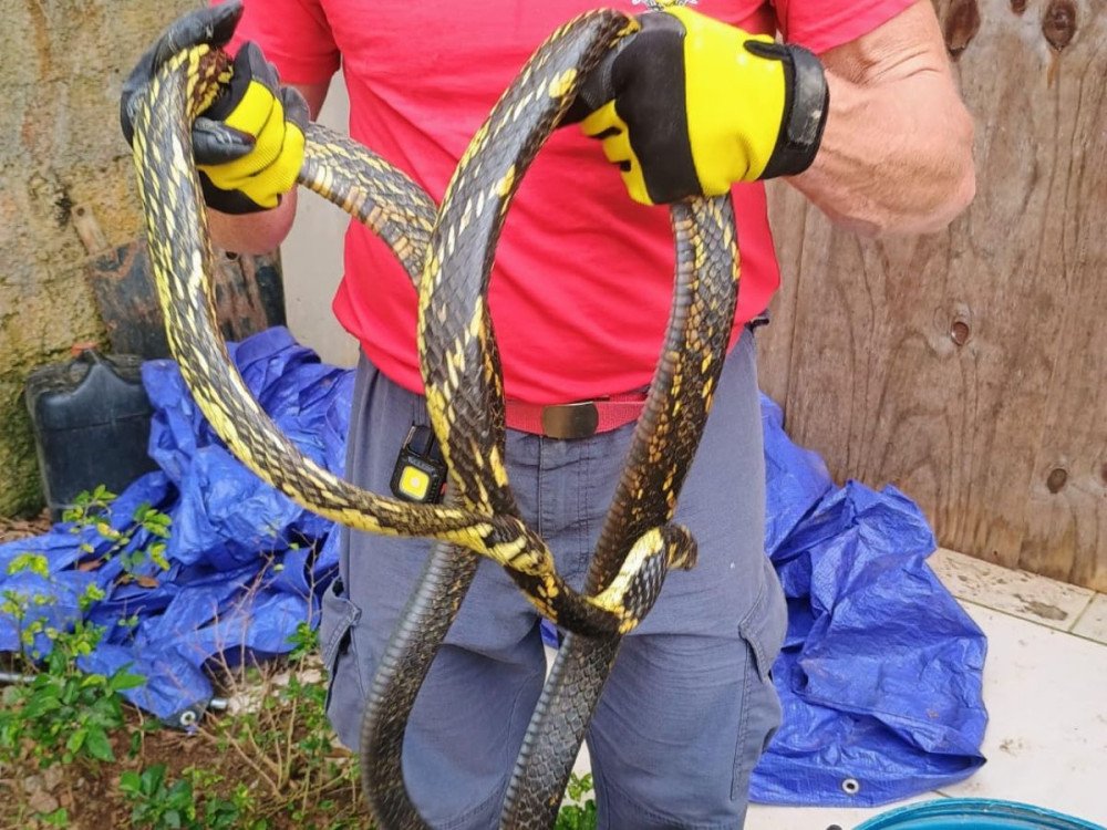 Bombeiros Voluntários capturam duas serpentes em Presidente Getúlio