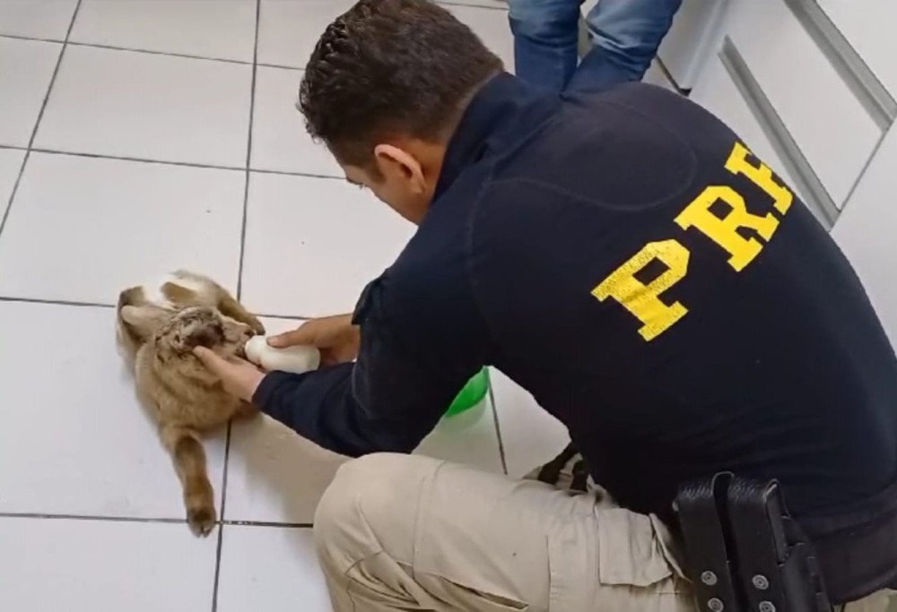 Filhote de cabrito é resgatado na BR-101 em Tubarão