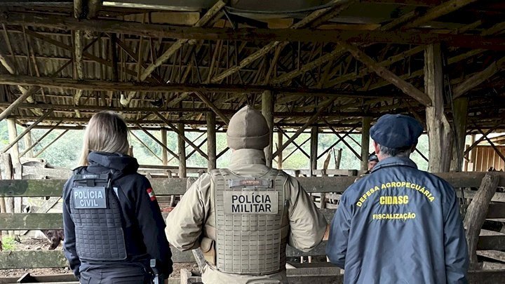Operação Campo Seguro recupera gado furtado na Serra Catarinense