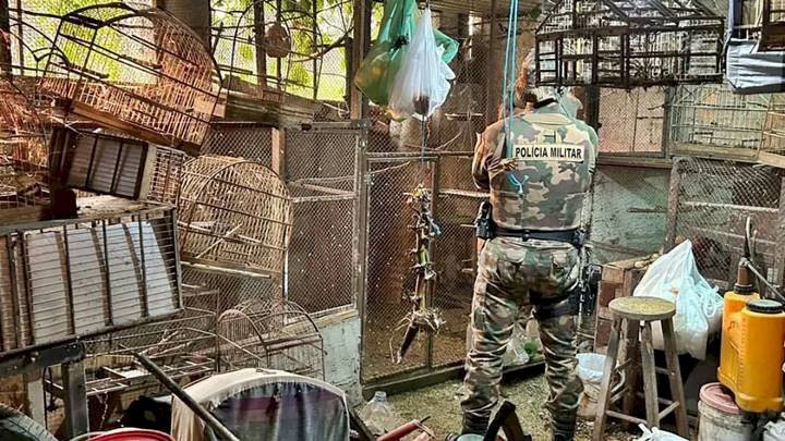 41 aves da fauna silvestre são resgatadas de cativeiro em Brusque