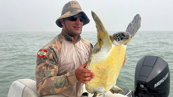 Polícia Militar Ambiental salva tartaruga-verde presa em rede de pesca ilegal em Penha