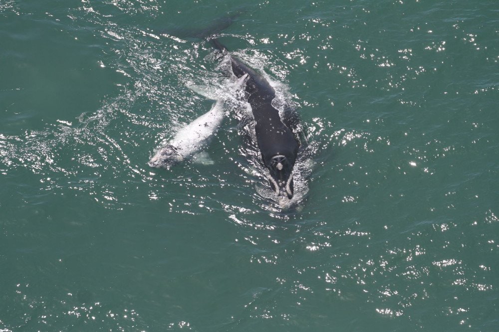 Mais de 200 baleias-francas são vistas entre SC e RS nesta semana