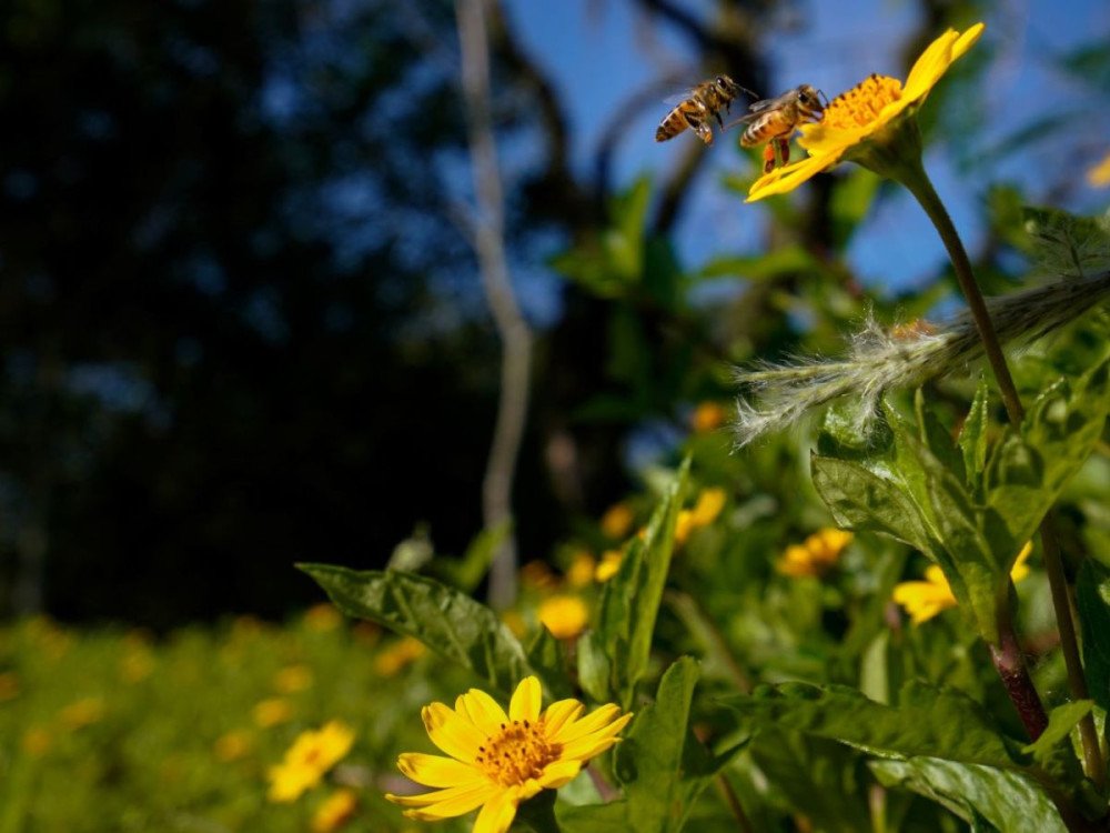 Primavera em SC: previsão indica temperaturas acima da média e chuvas frequentes