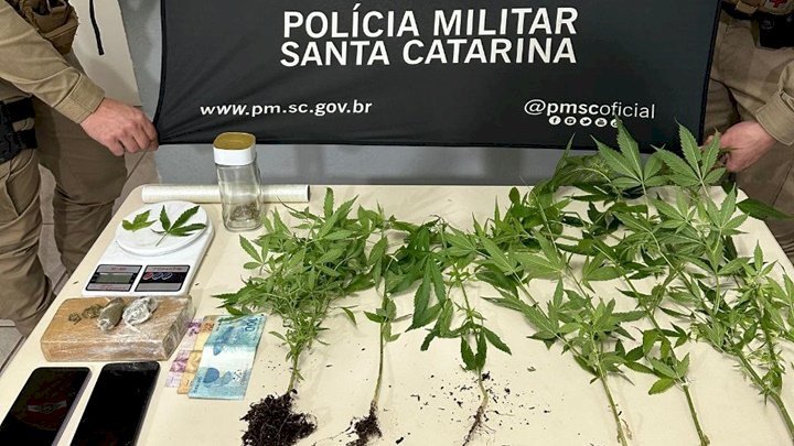 Polícia Militar prende homem que possuía plantação de maconha em Chapecó