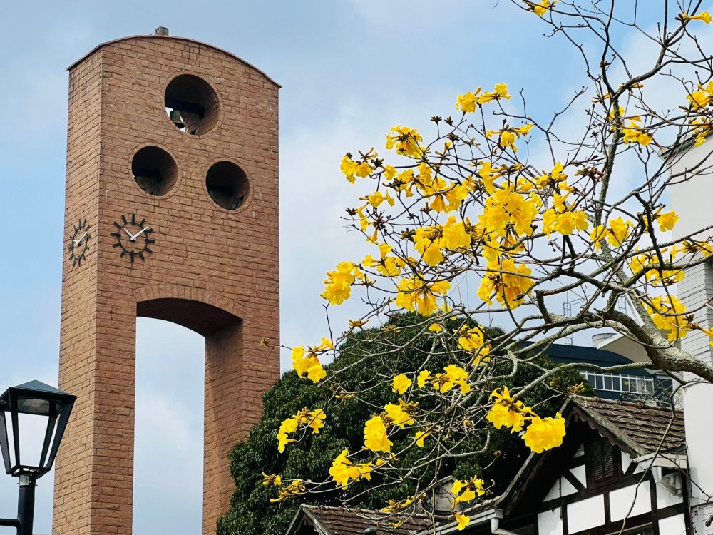 Florada dos ipês transforma a paisagem cinza de Blumenau; veja fotos
