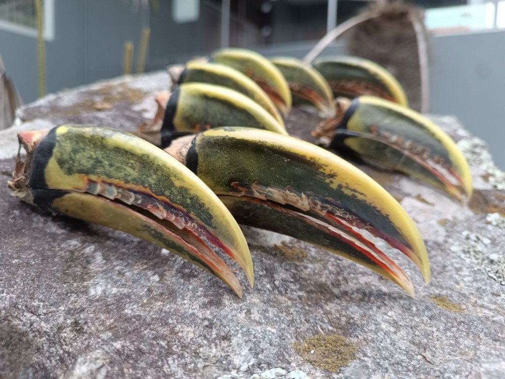 Bicos de tucano, armas e carnes de caça são apreendidos em ação da Polícia Ambiental no Vale do Itajaí; veja fotos