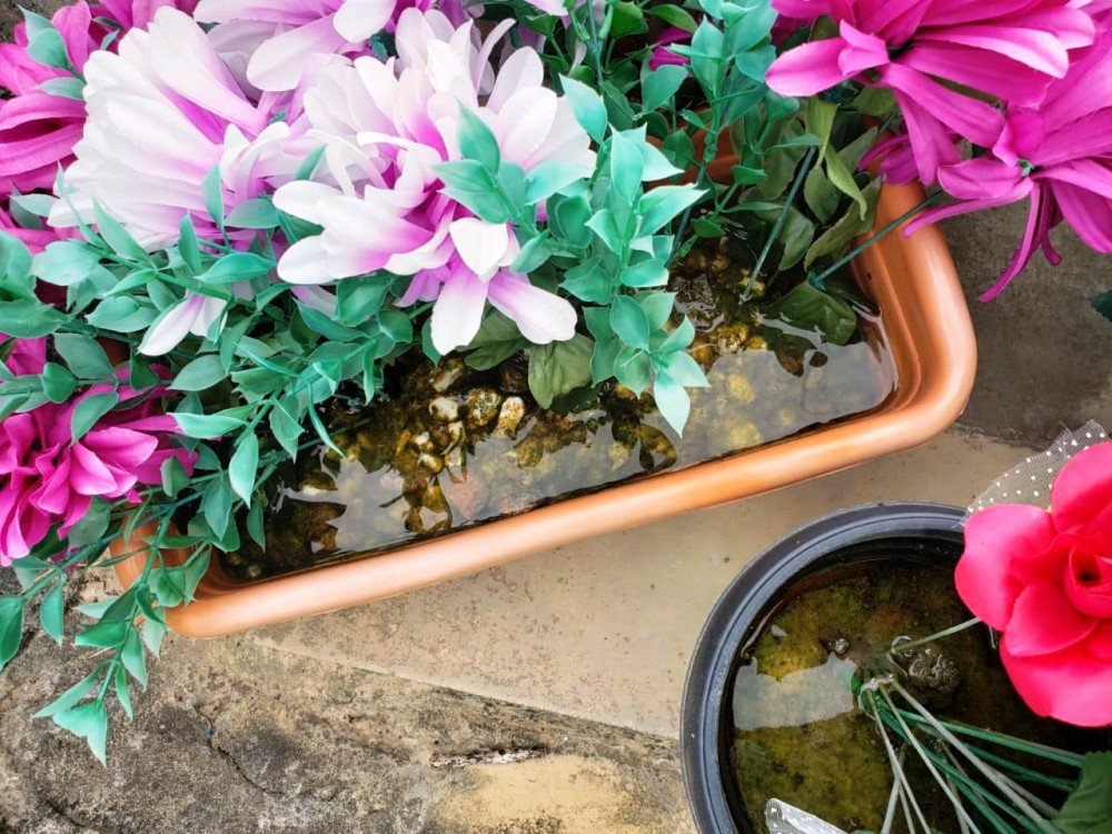 Gaspar reforça proibição de flores no cemitério para combater dengue