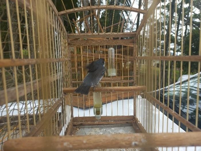 Crime ambiental contra a fauna é registrado em Ilhota