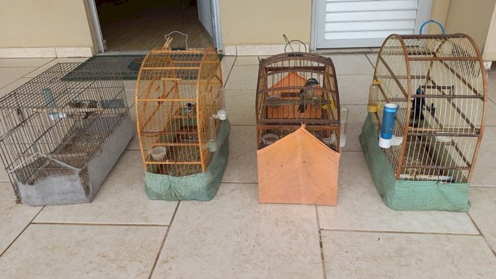 Aves da fauna silvestres são resgatadas de cativeiro em Lages