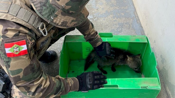 Polícia Militar Ambiental resgata Cachorro-do-mato em Antônio Carlos