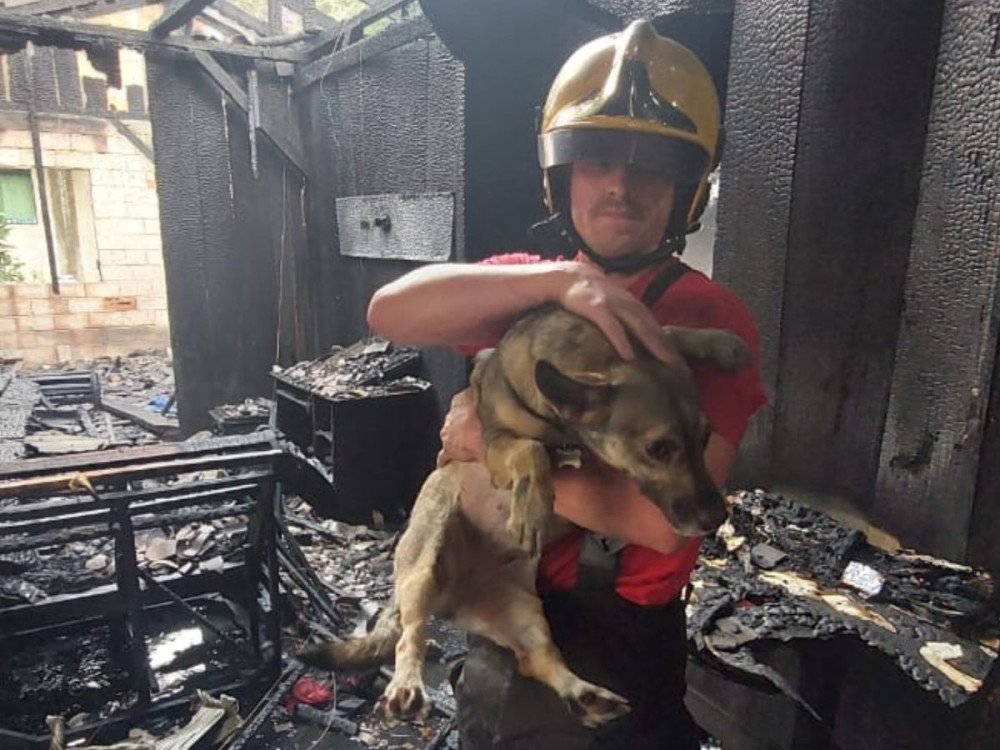 Incêndio em Blumenau destrói casa, mas cachorro da família é salvo pelos bombeiros