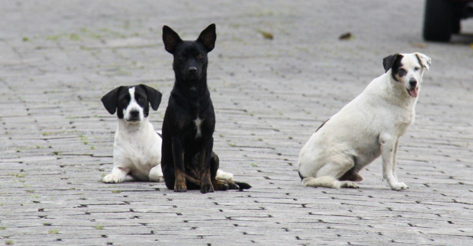 Foto: Divulgação/Prefeitura de Blumenau 