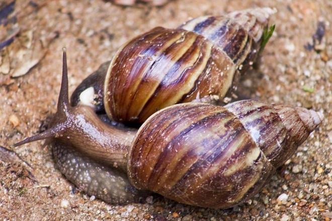 Vigilância Epidemiológica de Indaial orienta os moradores sobre o manejo adequado do caramujo africano