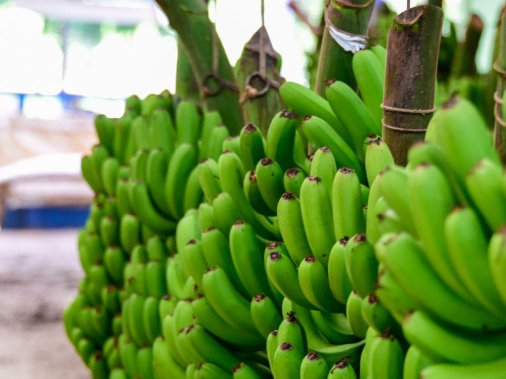 SC ganha a 10ª Indicação Geográfica com a Banana de Luiz Alves