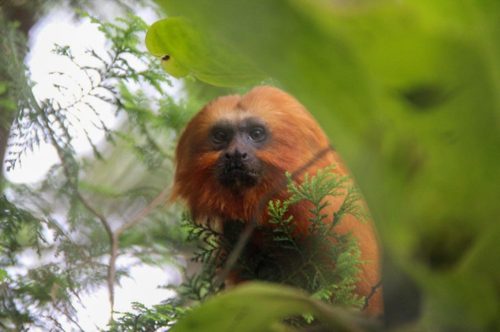 Novo morador! Parque Zoobotânico de Brusque recebe Mico-Leão-Dourado