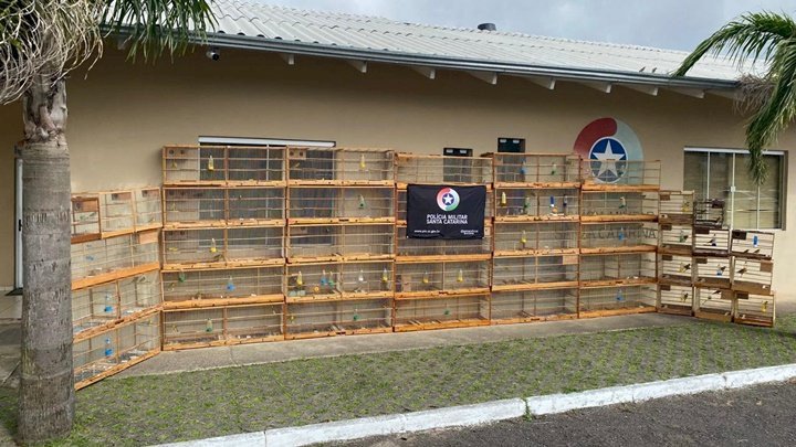 Polícia Militar Ambiental apreende mais de 100 aves durante operação em Lages