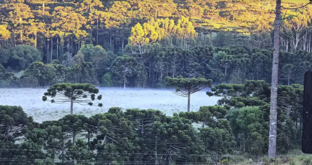 Verão com cara de inverno: Serra catarinense amanhece com geada nesta sexta-feira