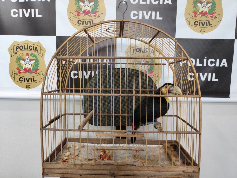 Filhote de tucano é resgatado em Ilhota; jovem é autuado por venda de animal silvestre