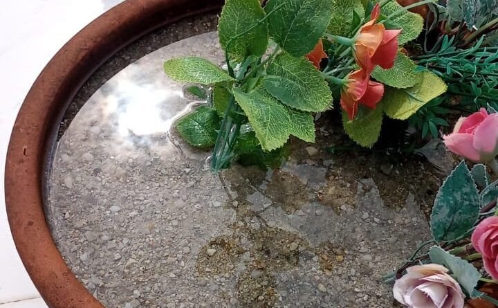 Vigilância ambiental de Gaspar faz vistoria e encontra mais de 400 potenciais criadouros do mosquito transmissor da dengue