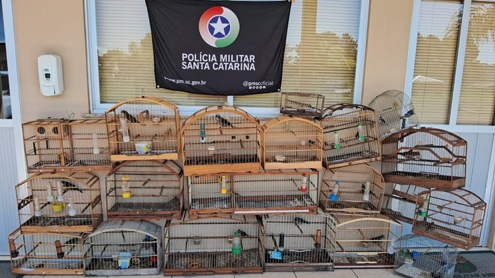 Aves silvestres mantidas em cativeiro são resgatadas em Lages