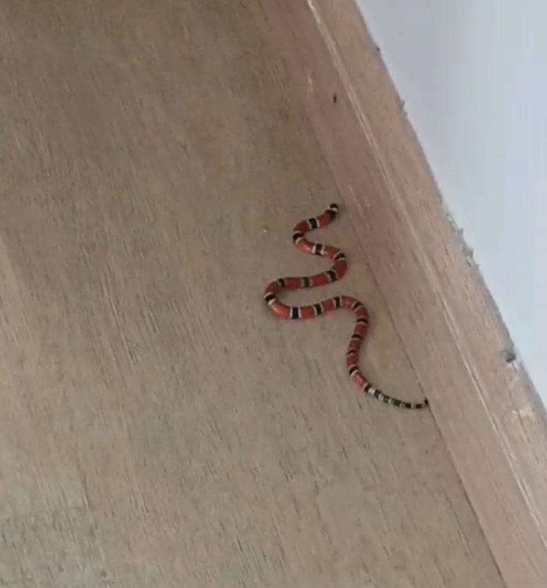 Filhotes de cobra coral se escondem em sofá e são capturados em Gaspar