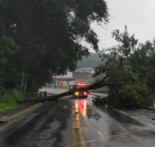 Queda de árvore interdita Rua Itajaí em Blumenau nesta quarta-feira
