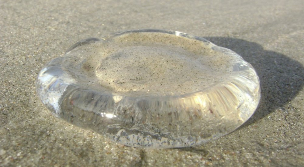 Santa Catarina registra quase 6 mil ocorrências por água-viva na última semana