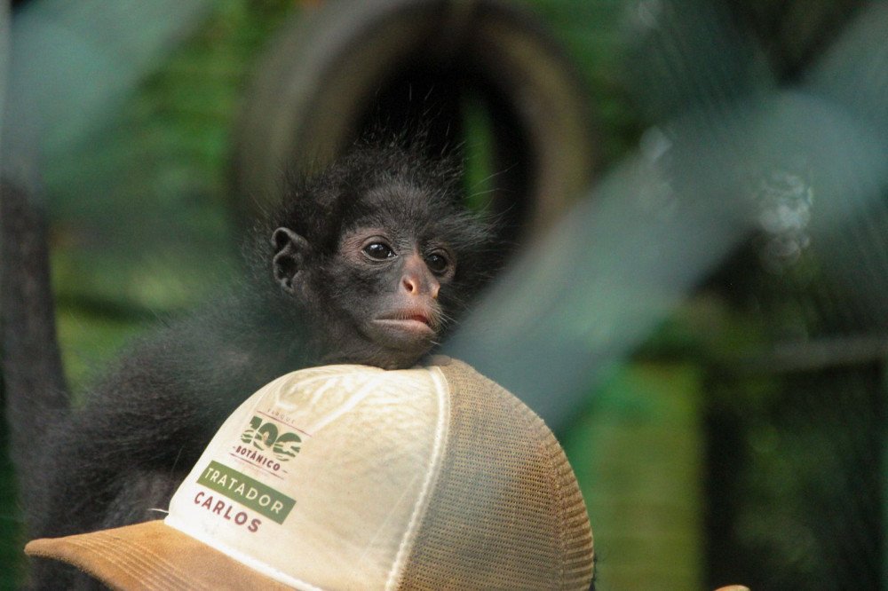Morador ilustre do Zoobotânico de Brusque, o macaco Benjamin comemora aniversário de 2 anos; veja fotos