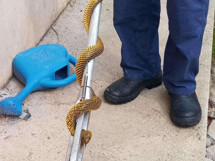 Número de ocorrências com animais peçonhentos cresce mais de 50% em SC, alerta Corpo de Bombeiros