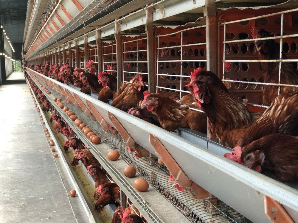 Onda de calor afeta produção e contribui para alta no preço dos ovos