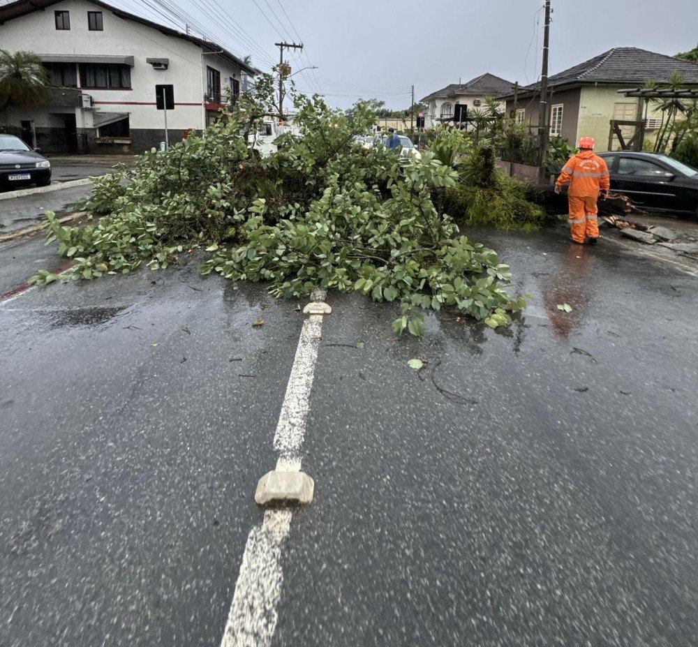 Temporal derruba árvores e destelha casas em Timbó; veja fotos