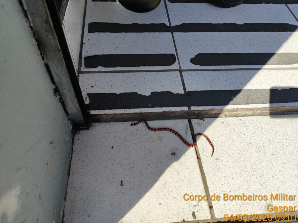 Visitante inesperada: cobra coral aparece dentro de loja em Gaspar e é capturada pelos bombeiros