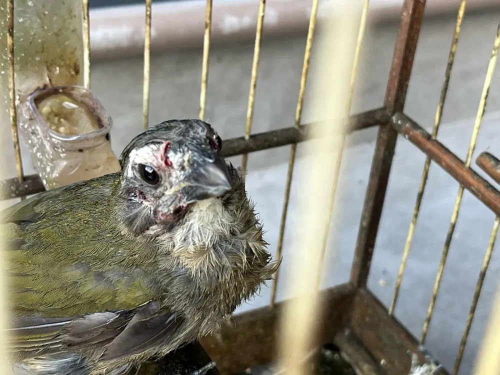 Após ataque de pitbulls a casal de idosos, polícia descobre crime de maus-tratos em Blumenau