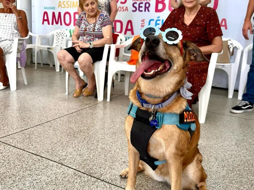 Terapia com cães começa a ser testada na Pró-Família de Blumenau