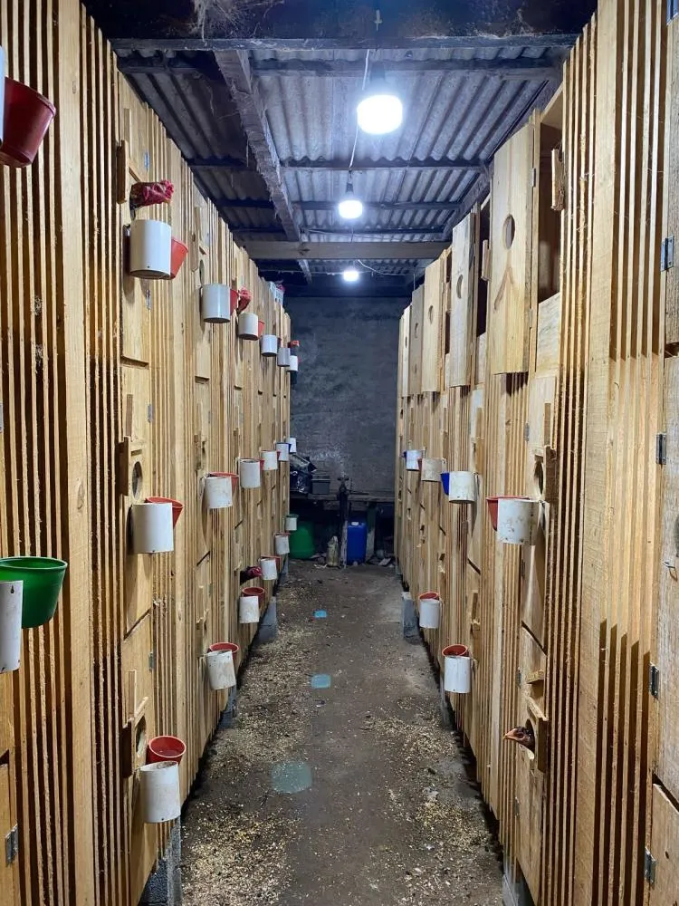 FOTOS: Polícia encontra criação de galos em situação de maus-tratos em Gaspar