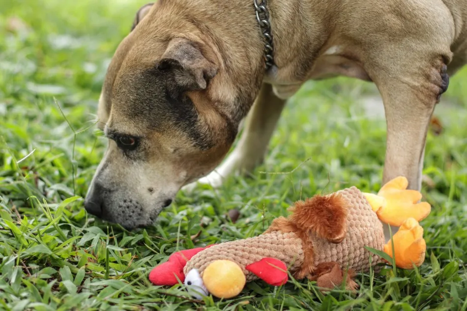 Campanha “Amor Sem Idade” incentiva adoção de cães idosos em Blumenau