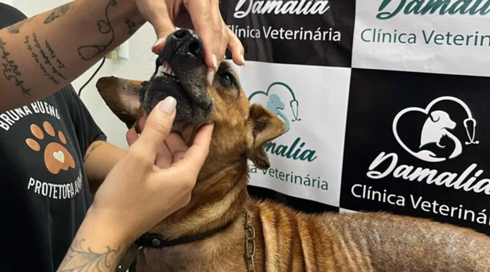 Cachorra é resgatada após passar cerca de um mês acorrentada em espaço úmido e escuro de Gaspar